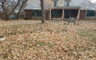 A yard full of leaves